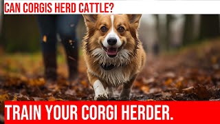 Train Your Pembroke Welsh Corgi for Herding Instinct Evaluations [upl. by Cyprio521]