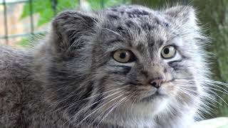 Pallas Cat Kittens 2010  a typical day at 4 months [upl. by Naivad]