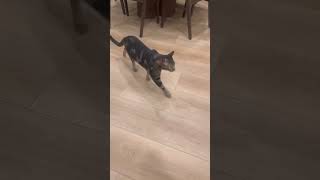 MY CAT TALKS BACK TO ME viralvideo [upl. by Katina702]