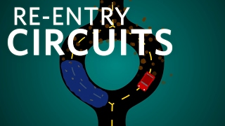 Cardiology Reentry Circuits cardiology ubcmedicine [upl. by Klayman]