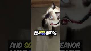 Meet the Siamese Cat Your Playful amp Chatty Companion [upl. by Hooper]