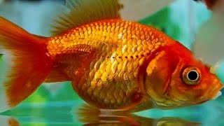 SMALL ORNAMENTAL FISH SUITABLE FOR AQUARIUMS part 11 [upl. by Baptista291]