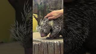 Prehensiletailed porcupine enjoys birthday scratches from care team [upl. by Fishman]