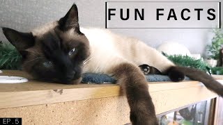 Fun Facts about Siamese Cats [upl. by Nylarahs]