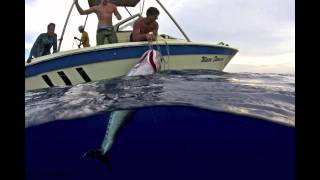 Spearfishing with Cameron Kirkconnell  World Record Dogtooth Tuna 241 lbs [upl. by Coop]