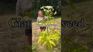 Giant hogweed can cause severe burns and blisters upon contact gardening foraging toxicplants [upl. by Namyh]