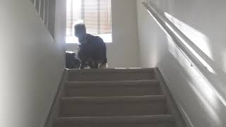 “You can’t go down” Shelties playing on the stairs [upl. by Ettennej]