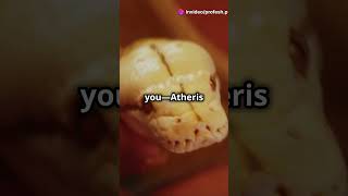 Amazing Facts About Atheris Nitschei [upl. by Aurelius]