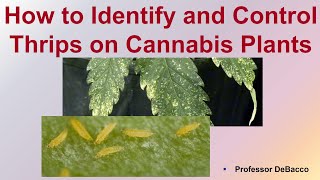 How to Identify and Control Thrips on Cannabis Plants [upl. by Imhskal]