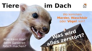 Wie kommt der Marder ins Haus  Wie Tiere ein Dach zerstören [upl. by Tam768]