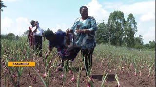 Prime Minister Nabbanja takes up farming  Onion harvest likely to cash in sh300m per harvest [upl. by Ellek]