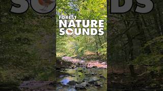 💚Nature Sounds Forest shorts naturesounds forestnaturesoundsrelaxation naturesounds 172 [upl. by Llenad]