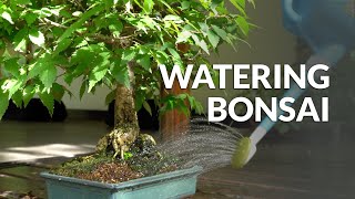 How to Water a Bonsai tree [upl. by Ylra]