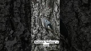 Nuthatches use this technique to open seeds and large nuts [upl. by Rramal]