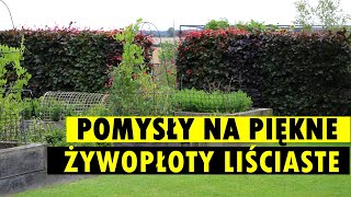 Piękna ALTERNATYWA DLA ŻYWOTNIKÓW Poznaj rośliny i sposoby na żywopłoty liściaste [upl. by Ennaitsirk]