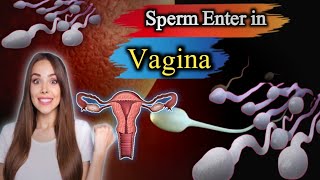 quot Sperm’s Path to Fertilization 🌟  How It Enters the Vagina and What Happens Next quot [upl. by Maia]