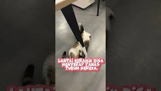 Kenapa Kucing Menyukai Lantai Dingin 🐾❄️ kucing cat kucinglucu [upl. by Davie756]