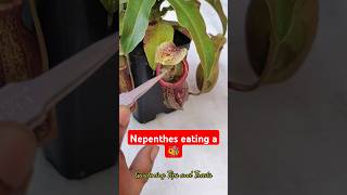 Feeding my Nepenthes a bee 🐝 nepenthesplant pitcherplants carnivorousplants nepenthes [upl. by Aenit]