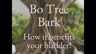 How Bodhi Tree Bark Benefits Your Bladder [upl. by Anahsal]