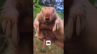 Meet the Pink Fairy Armadillo The SandSwimming Wonder cute animalcuriosities babyanimalslist [upl. by Ialohcin]