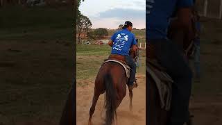 Corrida Oficial de Argolinha 🇧🇷 horse cavalo argolinha [upl. by Zalucki]