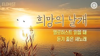 엘로히스트 읽을 때 듣기 좋은 새노래 1│2024 [upl. by Annaihs]