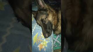 germanshepherd viralvideo ytshortsvideo trending shorts [upl. by Latoniah]