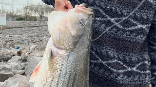 Striped Bass Fishing at Guntersville Dam [upl. by Ylro]