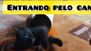 A banguela entrou pelo cano 🤣 julioeeu gatospretos gatos [upl. by Grieve473]