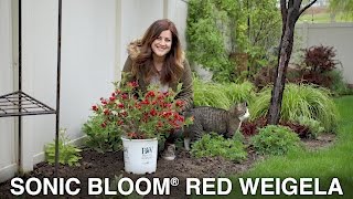 Sonic Bloom Red Weigela  Garden Answer [upl. by Nicoli]