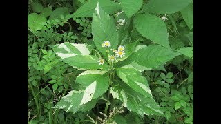 Wild Variegated Plant Hunting  Nettle [upl. by Notnek]