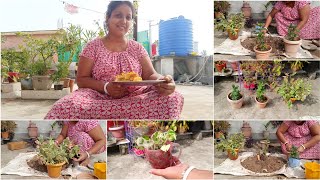 শীতকালীন কিছু গাছের repotting করে নিলাম [upl. by Durer]