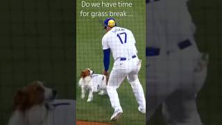 Decoy runs away after first pitch and Shohei Ohtani has to catch him then this happens 🤣 [upl. by Hpesoy700]