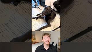 Dog Obsessed with Live Music Invited to Orchestra Performance [upl. by Box]