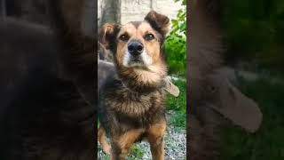 GSD PUPPY BARKING youtubeshorts barkingsound dogsound [upl. by Penrose]