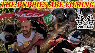 THE PUPPIES ARE COMING I raced and got a medal Gas Gas MC 450 [upl. by Ange]