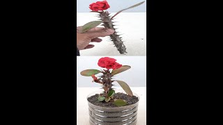 Fast amp Easy way to make and grow Cuttings of Euphorbia milii  Crown of Thorns Shorts [upl. by Aicemaj188]