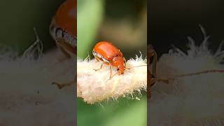 Red Melon Beetle  Macro Videography shorts nature viral beetle trending [upl. by Osmen]