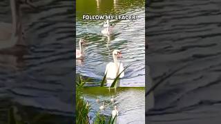 FOLLOW MY LEADER SWAN GOSLINGS AND A MALLARD DUCK 🦢🦢🦆 ABAdventuresYT [upl. by Eveleen]