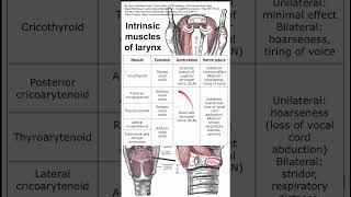 Intrinsic muscles of larynx [upl. by Nauqaj]