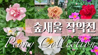 여러종류의 작약  숲새울 작약전  Peony Collection in Spring 2020 [upl. by Edithe]