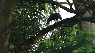 新加坡野生灰头鱼雕 Greyheaded Fish Eagle Foraging At Sungei Ulu Pandan  25 July 2024  Singapore  812am [upl. by Clarhe970]