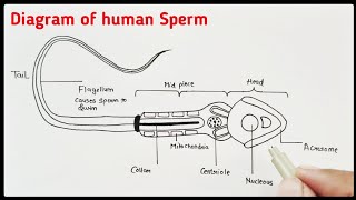 Human sperm drawing  Structure of Human Sperm  CBSE 12th Biology  NCERT class 12th [upl. by Asikal512]