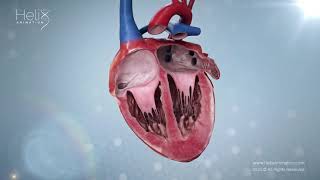 Realistic Heart Beat in Crosssection [upl. by Salita]