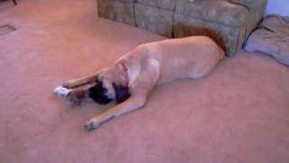 More of Maggie the English Mastiff vs Dude the Chihuahua  Part 2 [upl. by Ellenij977]