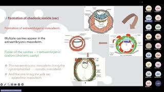 Gastrulation Prof Maha [upl. by Grochow64]