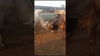 Bullfightingsortchannel YouTube channel [upl. by Nyleahs23]