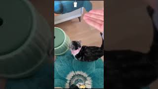 Confusing behavior in cats🤣🤣😹😹 cat cats cutecat fyp funny funnyvideos fouyou usa [upl. by Aninaig]