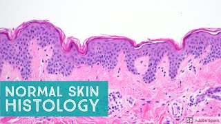 Normal Skin Histology  Explained by a Dermatopathologist [upl. by Nnyleitak281]