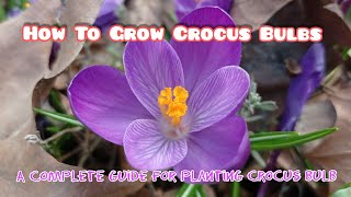 A Complete Guide for Planting Crocus BulbPlanting Care Cultivation Propagation History [upl. by Allets965]